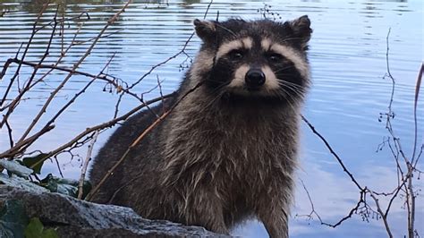 Are Raccoons Aggressive To Dogs