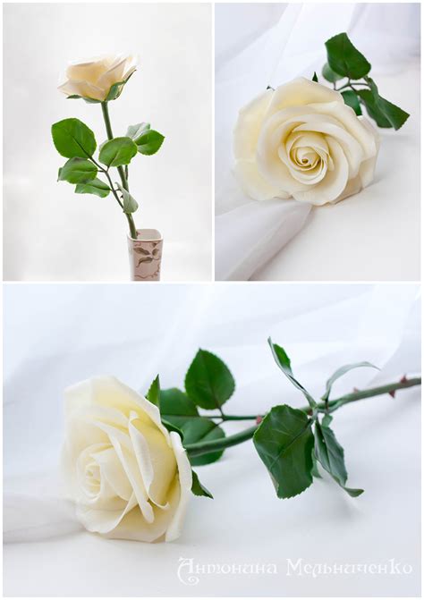 White Rose By Saisonromantique On Deviantart