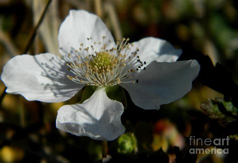 The Beauty Of Small Things Photograph By Andrea Anderegg Fine Art America