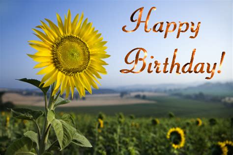 Everybody you know has a birthday! Birthday Sunflower... Free Flowers eCards, Greeting Cards | 123 Greetings