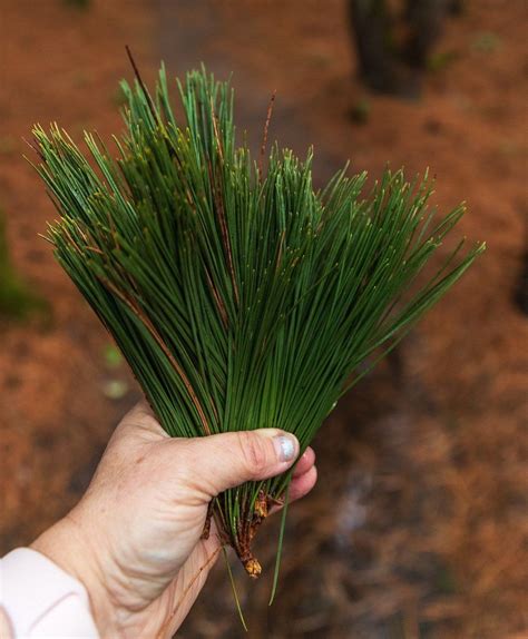 Canadian Red Pine Needlesfresh Organic Red Pine Needles Etsy Canada