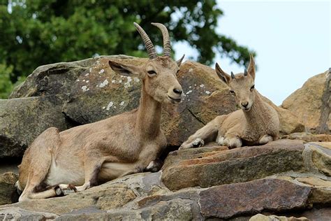 Hd Wallpaper Two Goats On Rock Animal Mammal Horns Mountain Goat