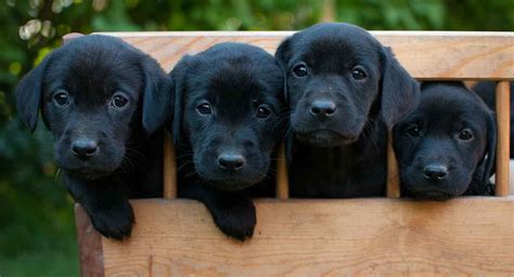 Pictures Of Black Lab Puppies