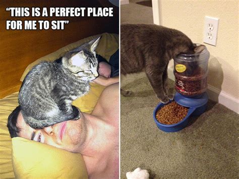 24 Cats That Perfectly Explain Cat Logic
