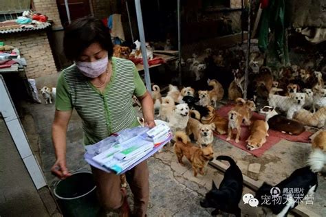 “中国好奶奶”卖女儿嫁妆就为养活220只流浪狗
