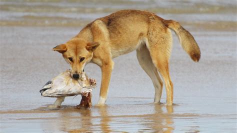 What Do Dingoes Eat
