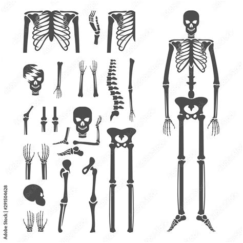 Set Of Human Bone Orthopedic Logo Concept Vector Bone X Ray Image Of
