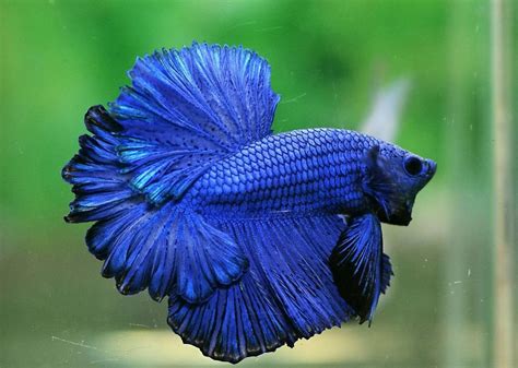 Betta Fish Care A Practical Guide For Aquarium Owners