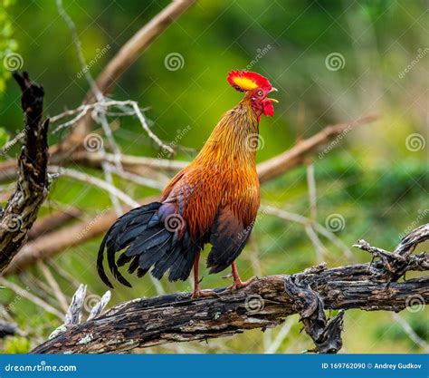 Sri Lanka Junglefowl Is Standing On A Log In The Jungle Stock Photo
