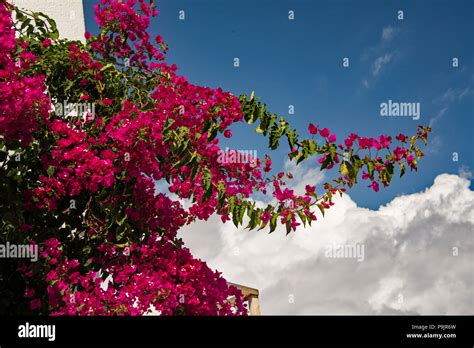 Bougainvillea Spectabilis Stock Photo Alamy