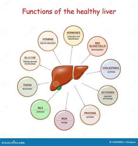 Functions Of The Healthy Liver Stock Vector Illustration Of Gall