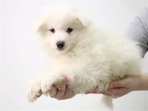 Samoyed Dog Male White 3767125 My Next Puppy