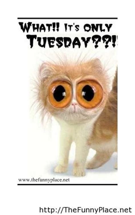 It's tuesday and its a long week to go! tuesday sayings - TheFunnyPlace