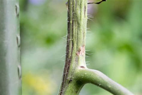 5 Common Tomato Stem Problems And How To Fix Them Tomato Bible