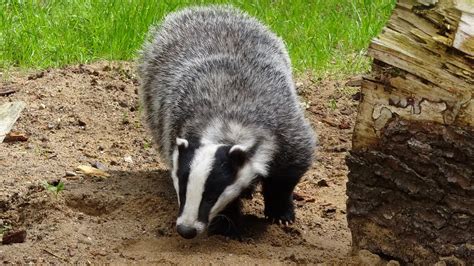 Animals Like Badgers Animals Similar To Badgers Simply Ecologist