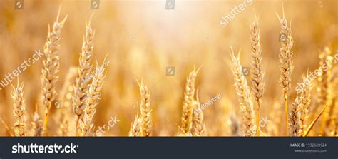 Spikelets Wheat Field Rays Sunlight Panorama Stock Photo 1932620924