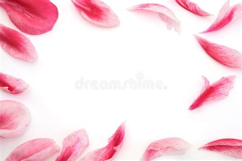 Pink Roses Panoramic Border With Bokeh Lighting And Faded Colors Stock