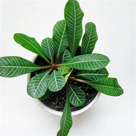 In winter, water sparingly just to keep the soil from drying out. Madagascar jewel! Beautiful houseplant. | Plants, Plant ...