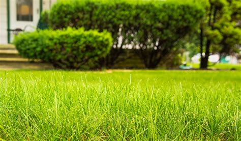 How to Get a Great Lawn With Aeration, Top Dressing, and Overseeding ...