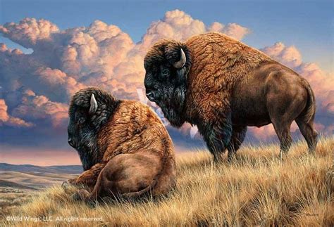 Pin By Marianne Griffith On Buffalo Wildlife Art Buffalo Art