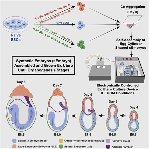 Biotech firm wants to grow human embryos for organ harvesting