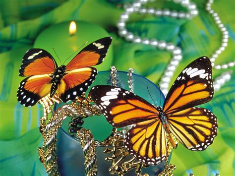 Monarch Butterfly Wallpaper Wallpapersafari