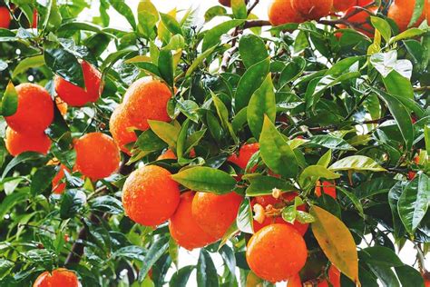 What Does An Orange Tree Look Like