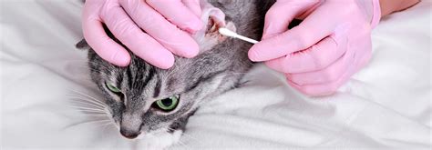 Cat Ear Mite And Infection Treatments For Cat Ears Whiskas Malaysia