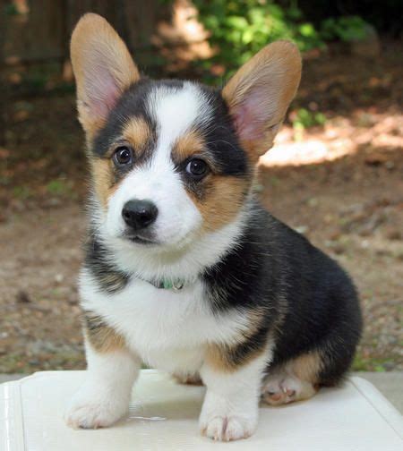 Why buy a corgi puppy for sale if you can adopt and save a life? White Corgi Puppies Sale