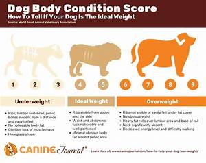 How Heavy Should My Dog Be Plus A Dog Weight Chart Canine Journal