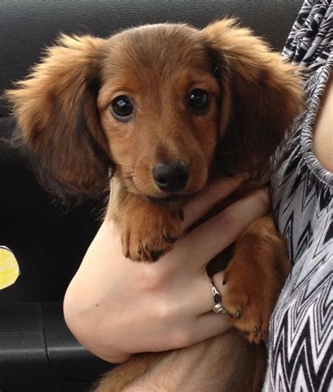 Top Funny Moments Showing That Dachshunds Are The Cutest Dogs In 2020