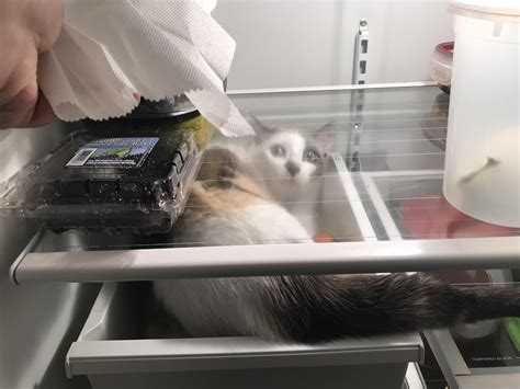 My Cat Is Caught Sneaking In The Fridge Rcats