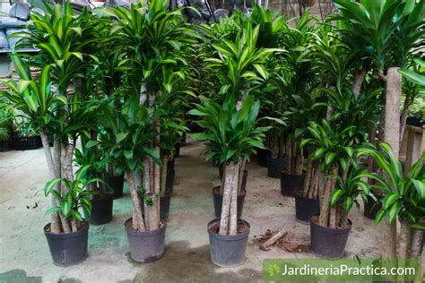 Palo De Brasil Cuidados Y Recomendaciones Jardinería Practica