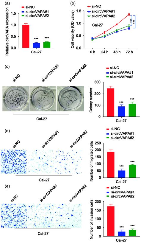 Circvapa Knockdown Inhibits The Proliferation Migration And Invasion Download Scientific