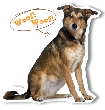 The best pet insurance ever by nationwide®. City Farmers - Pet Supplies for Dogs