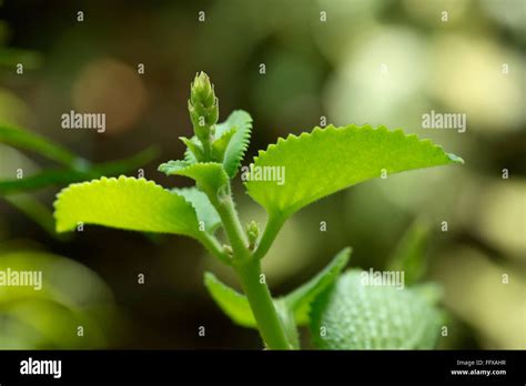 Top Nombres De Plantas Medicinales Con Imagenes Smartindustry Mx