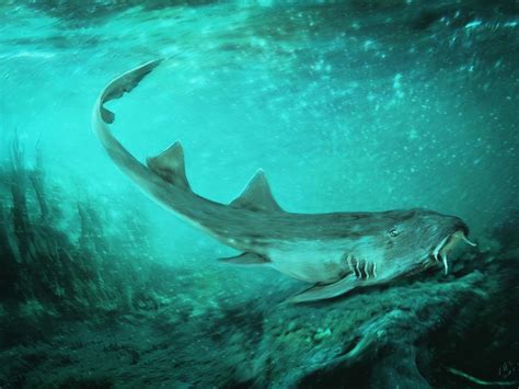 New Prehistoric Shark Species Discovered Alongside Sue The T Rex