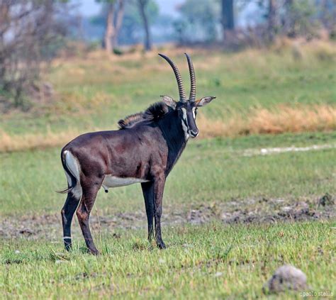 Sable Antelope Juzaphoto