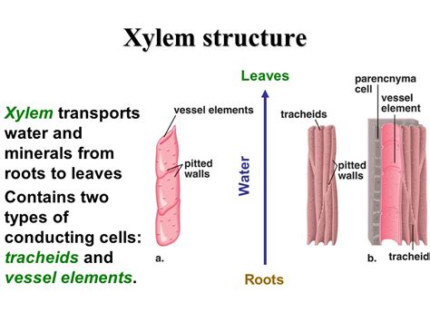 Transportation In Plants Vascular Tissues Sarthaks Econnect