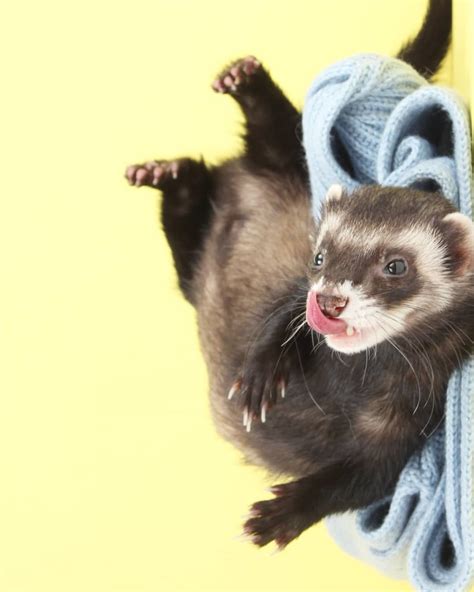 Ferret Breeds Pet Ferret All About Animals Animals And Pets Cute