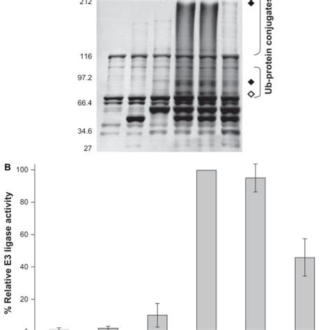 In Vitro E3 Ubiquitin Ligase Activity Of The Cisplatin BRCA1 Adducts