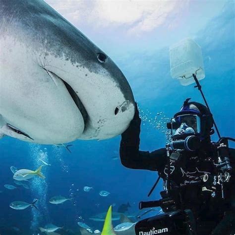 Meet The Man Making Friends With Sharks Planet Shine