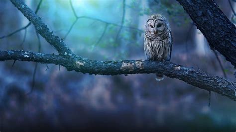 Hd Owl Wallpapers Top Free Hd Owl Backgrounds Wallpaperaccess