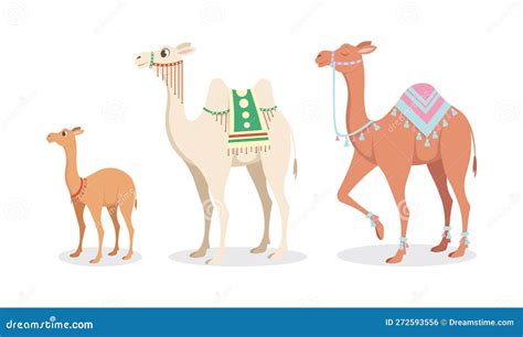 Vector Illustration Of Cute And Beautiful Camels On White Background Charming Characters In