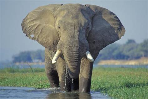 Large African Elephant Bull Feeding Along The Photographic Print