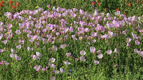 Wildflowers Of Texas Pink Evening Primrose Photograph By Allen Beatty