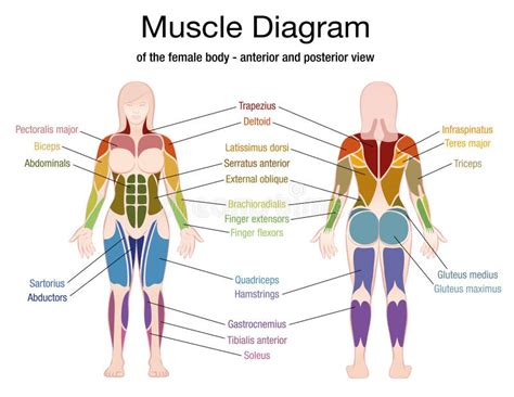 Female Back Muscles Chart Muscles Chart Description Muscular Body