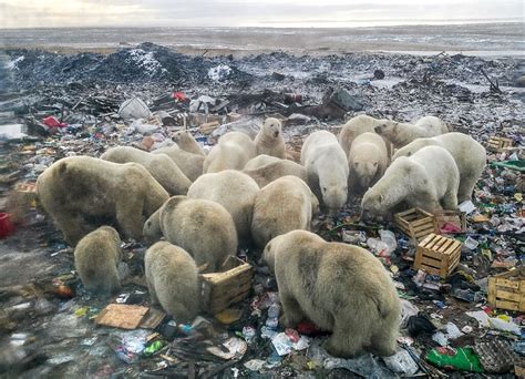 Human Food Waste Threat To Polar Bears Report