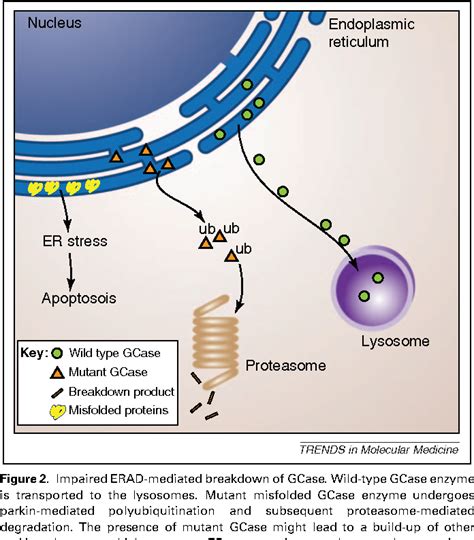 Exploring The Link Between Glucocerebrosidase Mutations And
