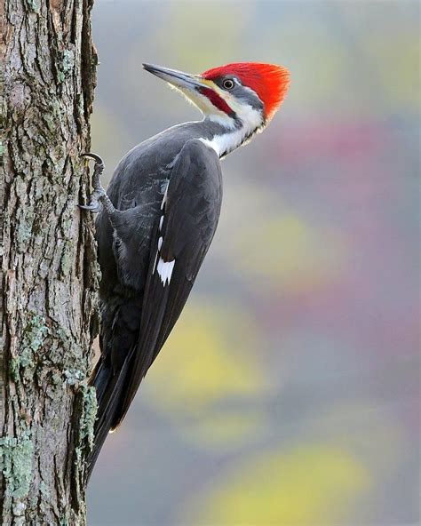 Male Pileated Woodpecker Photograph by Dale Vanderheyden